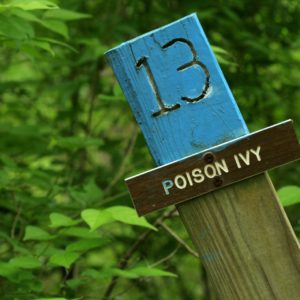 The Itchy Side of Nature: Poison Ivy, Oak & Sumac