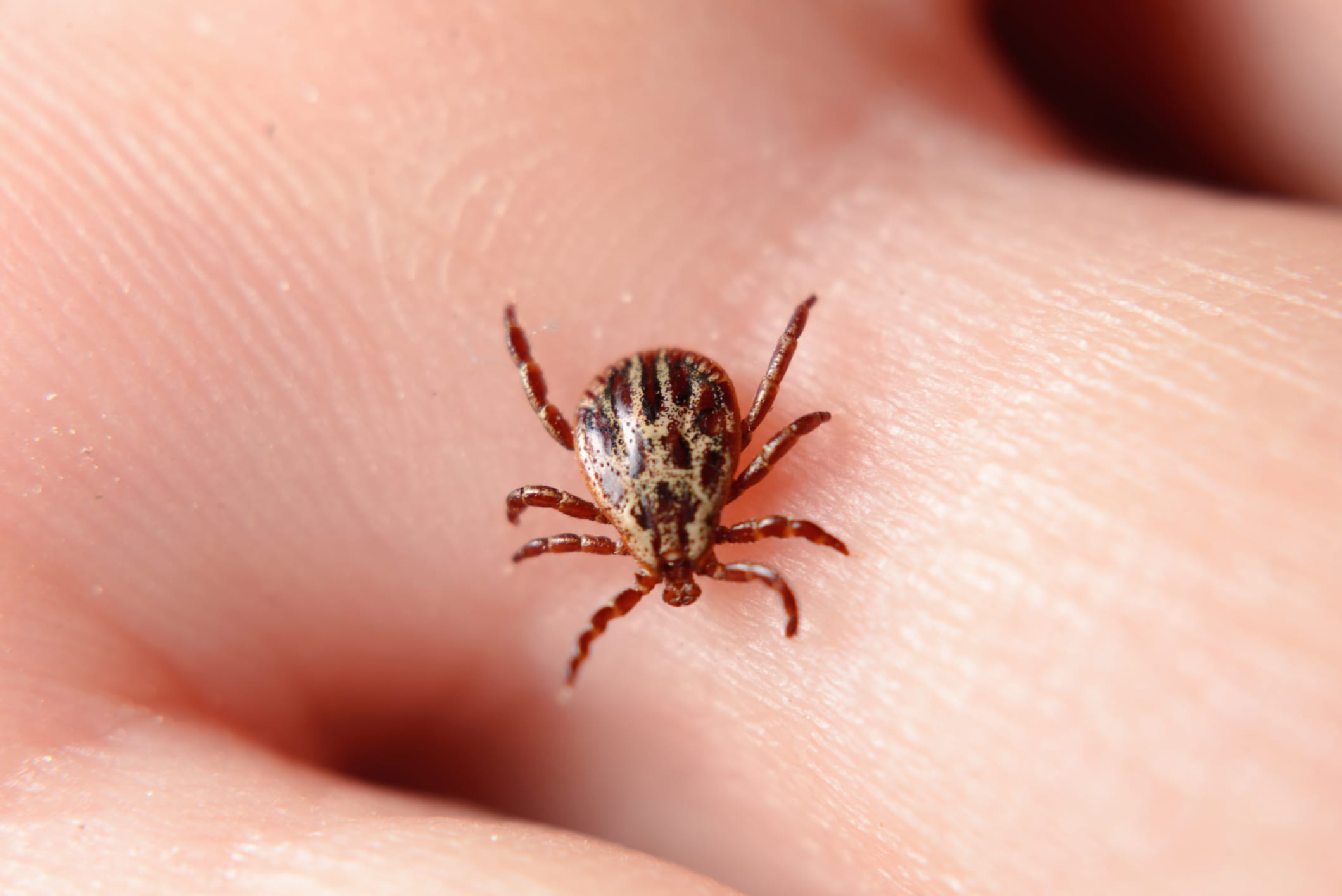 wood tick on the skin of hands. wood tick